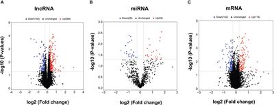 Lnc-AIFM2-1 promotes HBV immune escape by acting as a ceRNA for miR-330-3p to regulate CD244 expression